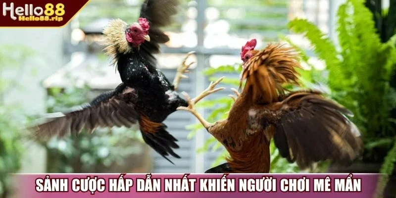 Sảnh cược hấp dẫn nhất khiến người chơi mê mẩn